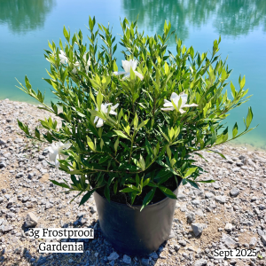 September 2025 3g Frostproof Gardenia Website